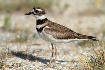 Killdeer