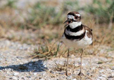 Killdeer