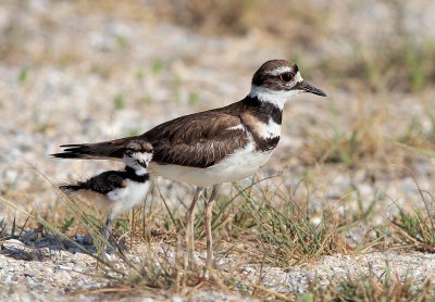 Killdeer