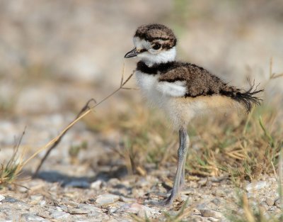Killdeer