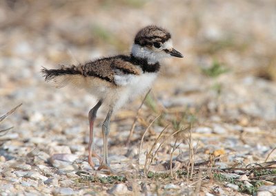 Killdeer