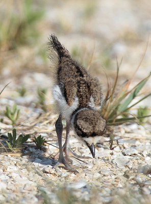 Killdeer