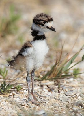Killdeer