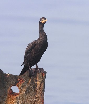 Neotropic Cormorant