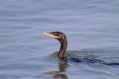 Neotropic Cormorant