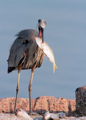 Great Blue Heron