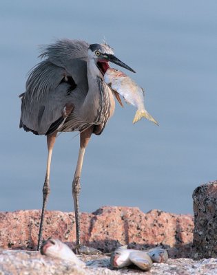 Great Blue Heron