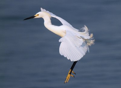 Snowy Egret