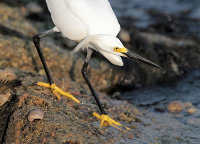 Snowy Egret