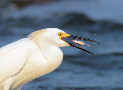 Snowy Egret