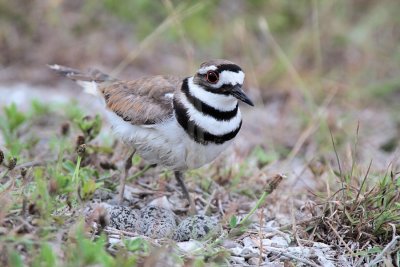 Killdeer