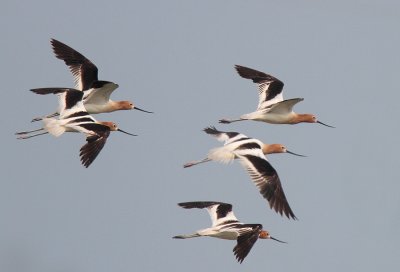 American Avocets