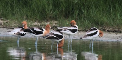 American Avocets