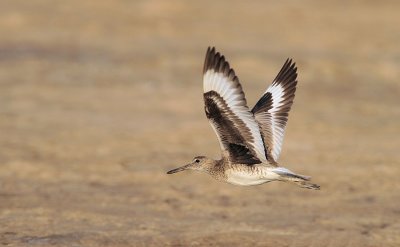 Eastern Willet