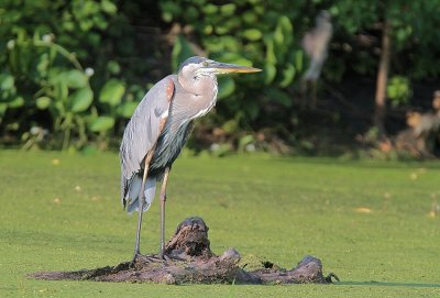 Great Blue Heron