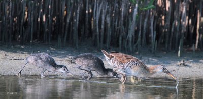 Clapper Rails