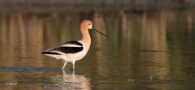 American Avocet