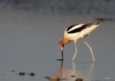 American Avocet