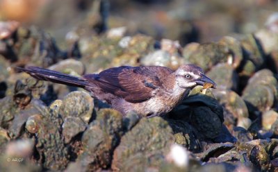 Great-tailed Grackle