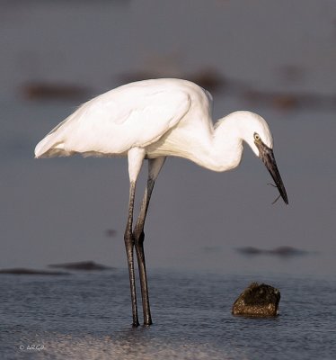 Reddish Egret