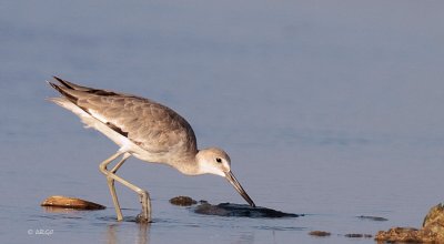 Western Willet