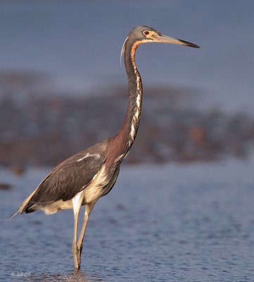 Tri-colored Heron