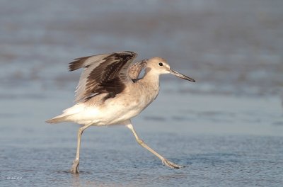 Eastern Willet