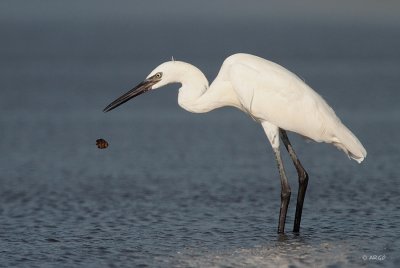 Reddish Egret