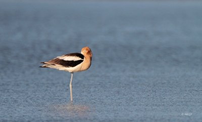 American Avocet