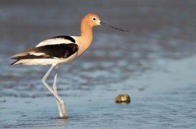 American Avocet