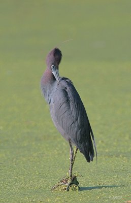 Little Blue Heron
