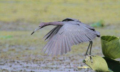 Little Blue Heron