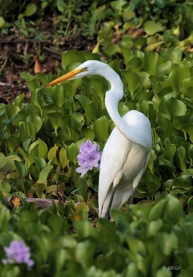Great Egret