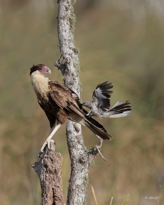 Crested Caracara