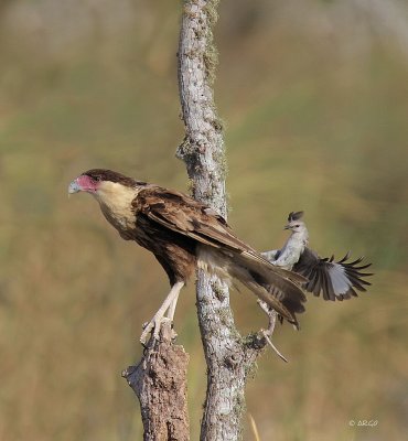 Crested Caracara