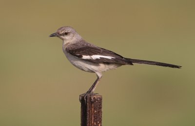 Northern Mockingbird
