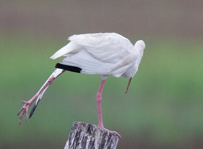 White Ibis
