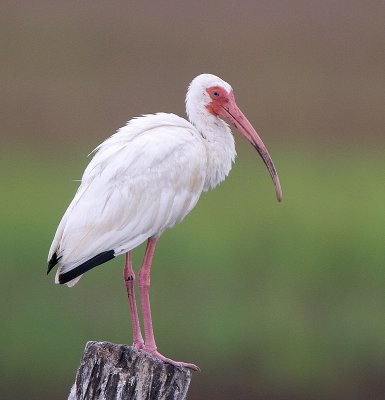 White Ibis