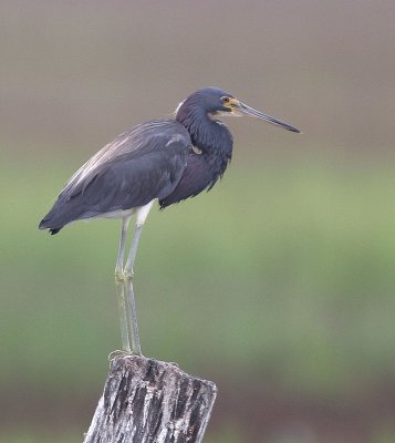 Tri-colored Heron