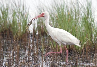 White Ibis