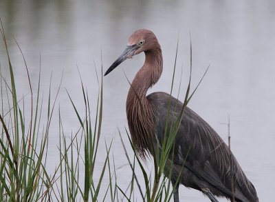 Reddish Egret