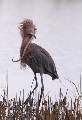 Reddish Egret