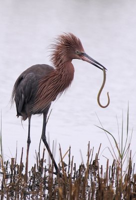 Reddish Egret