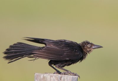 Great=-tailed Grackle