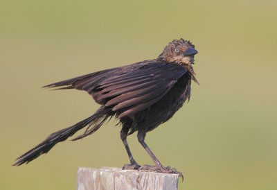Great=-tailed Grackle