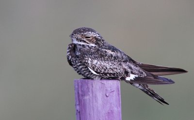 Common Nighthawk