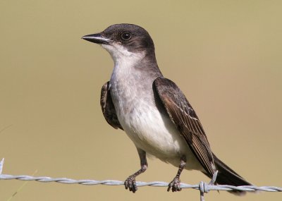 Eastern Kingbird