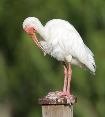 White Ibis