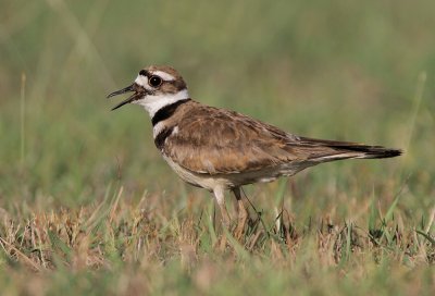 Killdeer