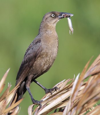 Great-tailed Grackle